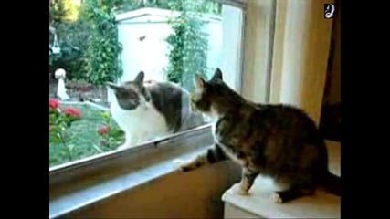 (смях) Котки се бият през прозорец