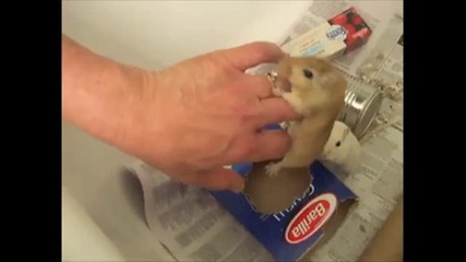 Funky Gerbil