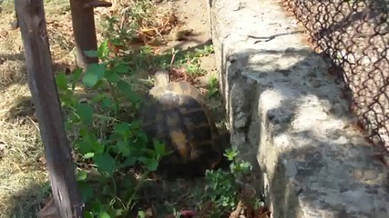 Секс с костенурки
