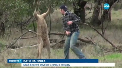 Бой между човек и кенгуру стана хит в социалните мрежи (ВИДЕО)