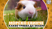 Най-сладкият домашен любимец: Морското свинче