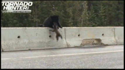 Мечка спаси малкото си на магистрала