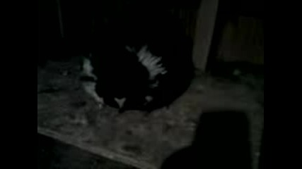 Parvo Pile Za 2008g