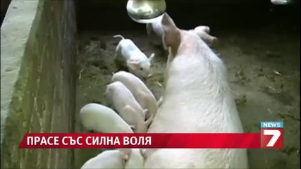 Прасе без задни крака стана атракция в Китай