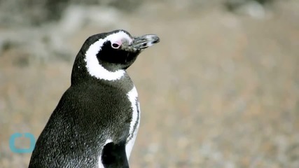 Penguin Theft in Norway!