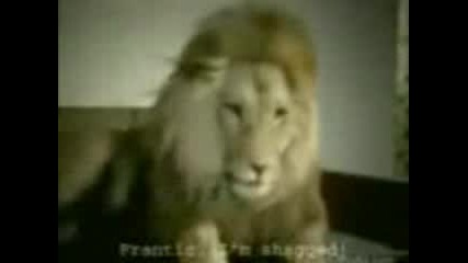 Cheating Lion