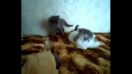 Зайчето И Котето От Стрел4а