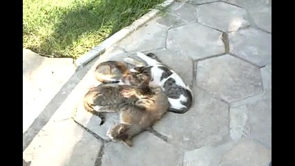 Сладки котенца 