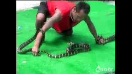 Човек хваща змия с устата си 