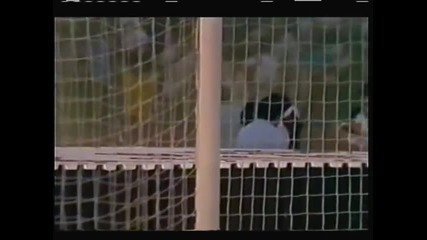 1987 Red Star Belgrade (yugoslavia) 3-trakia Plovdiv (bulgaria) 0 uefa Cup