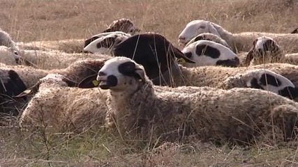 Държавен фонд "Земеделие" отпуска 600 000 лв. за загинали животни