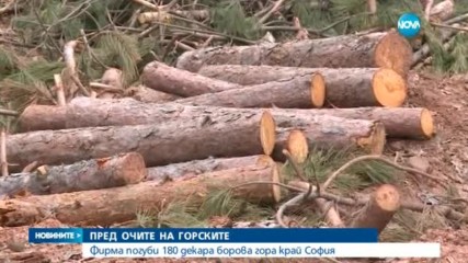 Секачи унищожиха 180 декара гора край София