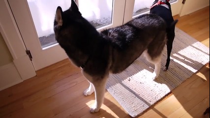 Кучето Mishka иска да се прибира вкъщи