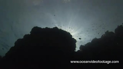 Ocean 