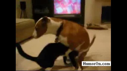Коте прави свирка на куче
