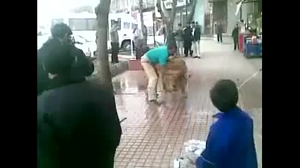 Лъв се къпе на улицата 