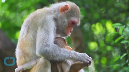 'Monkeygate' Hits Florida, Breeding Farms Face Investigation