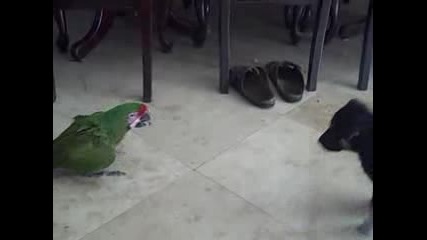 military macaw baby meets german shepard 