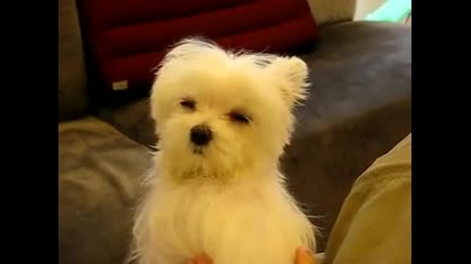 Миличкото, колко му се спи