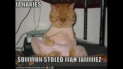 Very Funny Cats