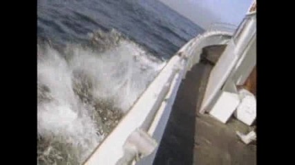 Killer Whales Hunt Sea Lion