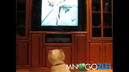 Куче изперква на Animal Planet 