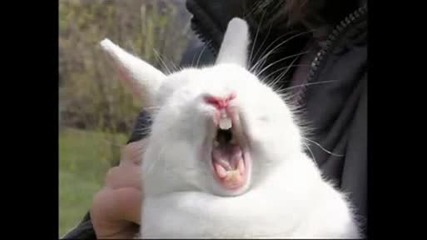 Funny Animals