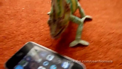 Chameleon was frightened by iphone (what he saw_)