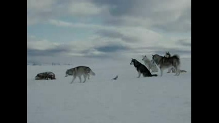 Siberian Husky - The Best ^!^!^!^