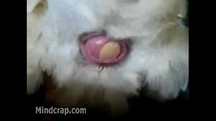Как кокошките снасят айцеата