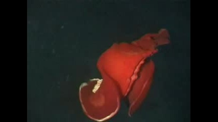 Underwater Red Ghost