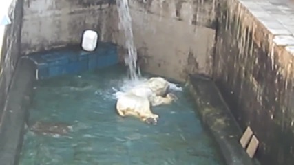 Бяла мечка се разхлажда!
