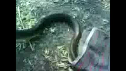 Prikku4enieto na edin smok v Lesidqen..3gp