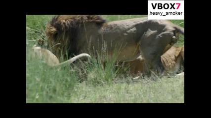 Лъвици убиват зебра