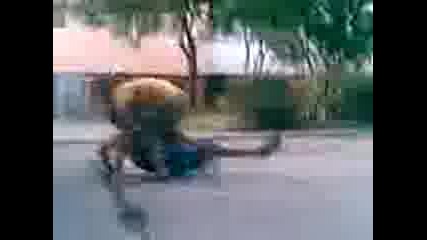 Ludi Lapeta se biqt