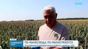 Драстично намаление на площите с царевица в Добруджа