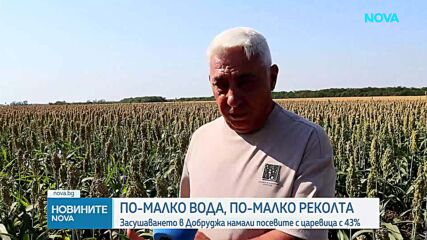 Драстично намаление на площите с царевица в Добруджа