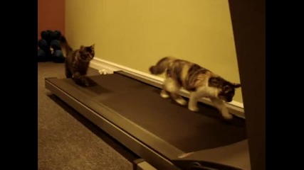 Котки vs. бягаща пътечка