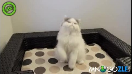 Коте вратар 