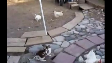 Cute & Funny Collection Of Animal Videos 