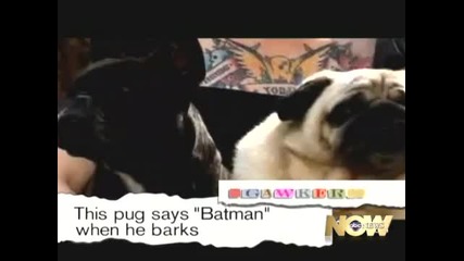 Куче казва: Батман, когато лае ! 