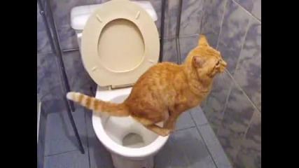 Gato en el ba