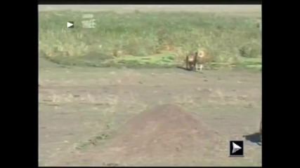 Два мъжки лъвове убива Xиeнa