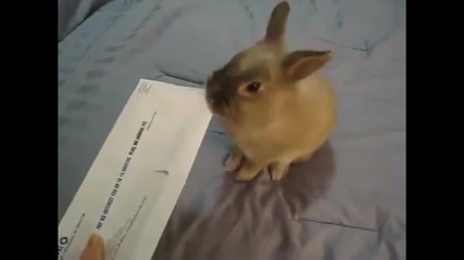 Зайче отваря писмо перфектно, без да увреди съдържанието му.
