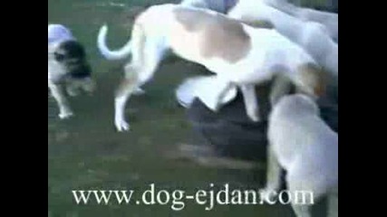 Kangal