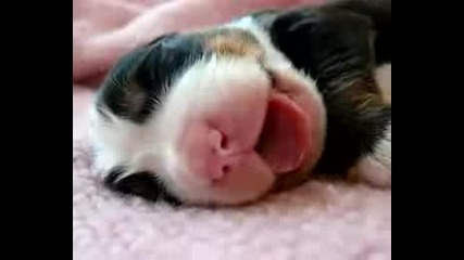 Сладко Малко Спящо Кученце