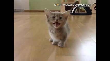 Сладко Котараче