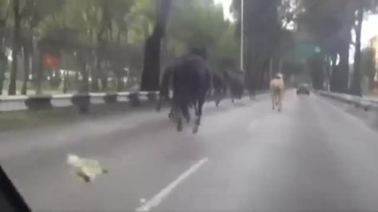 Избягали полицейски коне създават паника по улиците в Мексико Сити