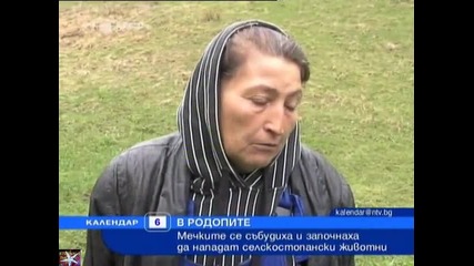 Мечки нападат в Родопите, Календар Нова Тв