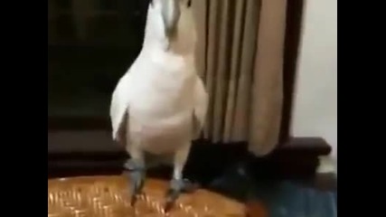 папагал танцува gangnam style